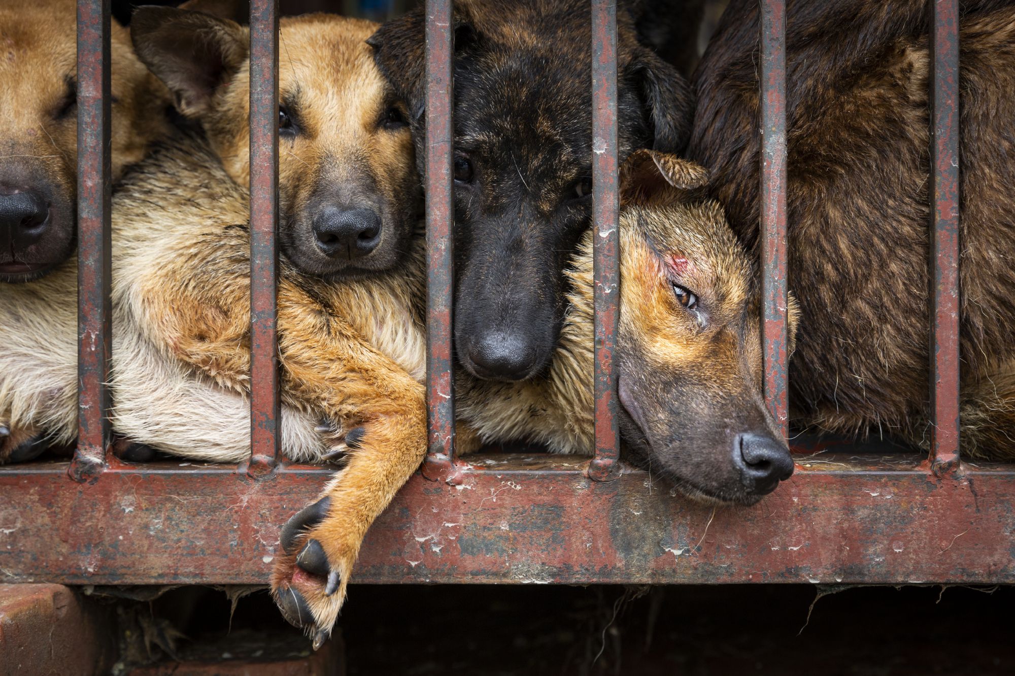 dogs-in-cages